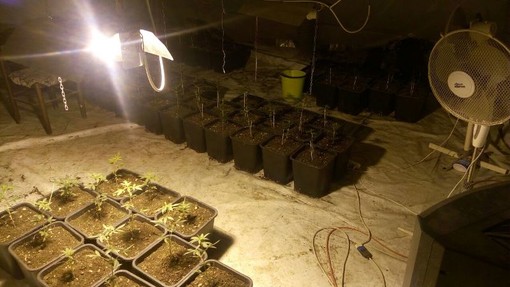 233 piante di marijuana coltivate in una cascina di Cherasco: arrestato 62enne