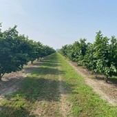 Nocciole, Coldiretti cuneo: "Con l'avvio della raccolta, inviate in Regione le proposte per il settore" Nocciole, Coldiretti cuneo: "Con l'avvio della raccolta, inviate in Regione le proposte per il settore"
