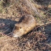 Dal Sud America alle nostre campagne: incontro ravvicinato con la nutria