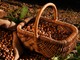 La nocciola piemontese IGP delle Langhe - fotografia dell'Ente Fiera della Nocciola La nocciola piemontese IGP delle Langhe - fotografia dell'Ente Fiera della Nocciola