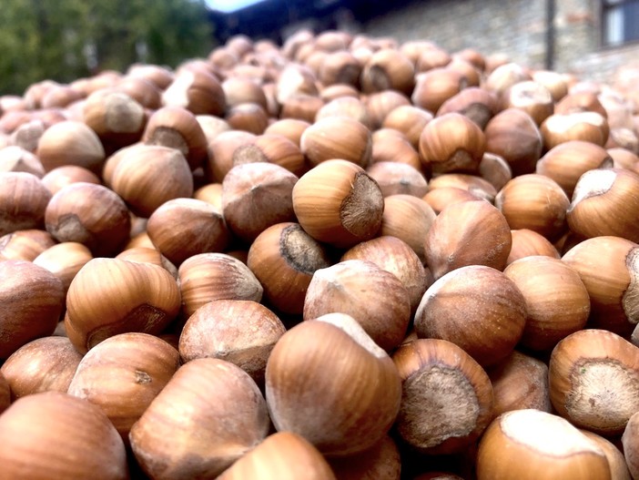 Clima estremo e corilicoltura: la ricetta in 4 punti di Coldiretti per salvare le nocciole Clima estremo e corilicoltura: la ricetta in 4 punti di Coldiretti per salvare le nocciole