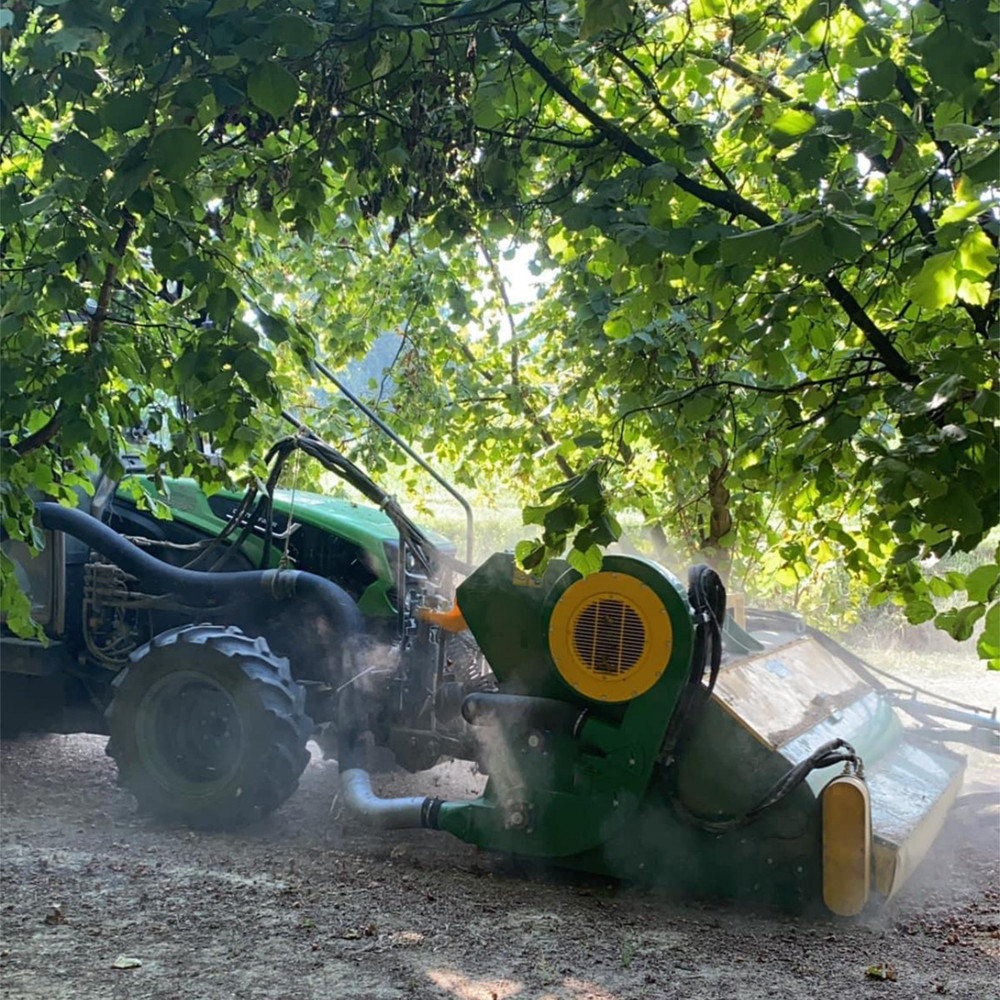 Raccolta anticipata anche per le nocciole. L'appello di Confagricoltura: “Il mercato riconosca il valore del prodotto”