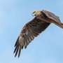 Nibbio bruno in volo (foto di Enrico Ruggeri) Nibbio bruno in volo (foto di Enrico Ruggeri)