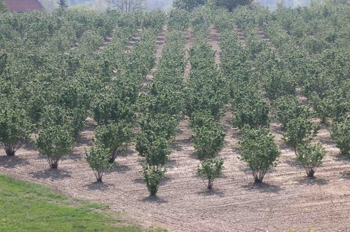 Crisi noccioleti, Cia Cuneo chiede alla Regione un bando per rinnovare gli impianti e massima attenzione alla ricerca Crisi noccioleti, Cia Cuneo chiede alla Regione un bando per rinnovare gli impianti e massima attenzione alla ricerca