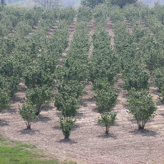 Crisi noccioleti, Cia Cuneo chiede alla Regione un bando per rinnovare gli impianti e massima attenzione alla ricerca