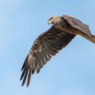 Nibbio bruno in volo (foto di Enrico Ruggeri)