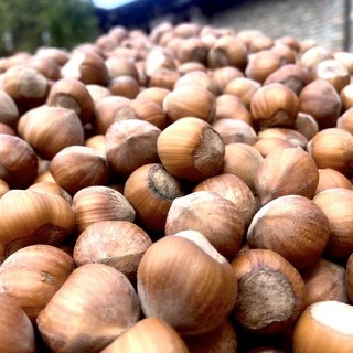 Quale futuro per la nocciola?