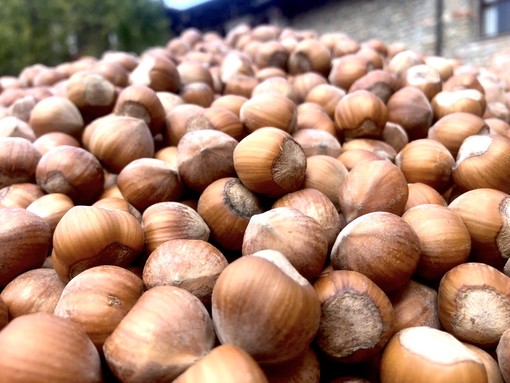 Clima estremo e corilicoltura: la ricetta in 4 punti di Coldiretti per salvare le nocciole Clima estremo e corilicoltura: la ricetta in 4 punti di Coldiretti per salvare le nocciole