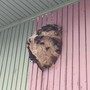Il nido di vespe velutine trovato a Limone Piemonte a 1400 metri Il nido di vespe velutine trovato a Limone Piemonte a 1400 metri