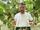 Kiwi giallo Haegeum, la nuova frontiera della frutticoltura piemontese Kiwi giallo Haegeum, la nuova frontiera della frutticoltura piemontese