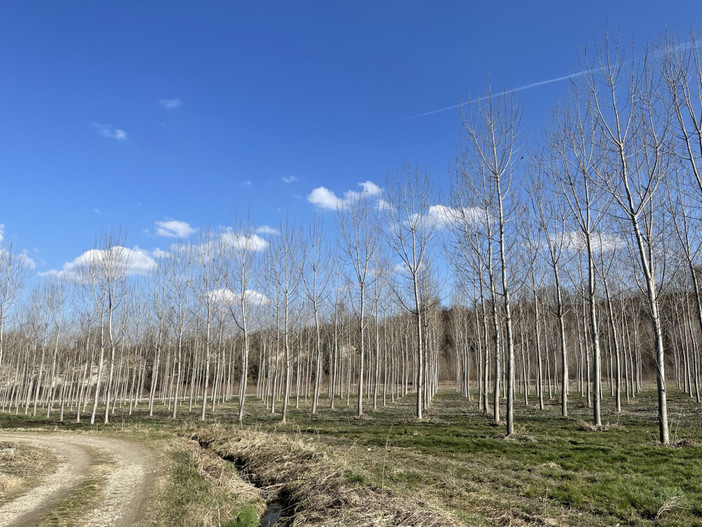 Pioppicoltura, firmata l'intesa interregionale: ora il Piemonte attende azioni concrete