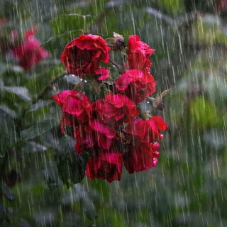 Piogge abbondanti e temperature sopra la media: questa la primavera che ci attende