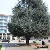 Uno dei dieci cedri di piazza Europa Uno dei dieci cedri di piazza Europa