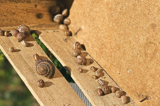 Elicicoltura, apicoltura e itticoltura: le filiere di nicchia tra biodiversità e sostenibilità