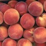 Frutta pagata un centesimo al chilo: Coldiretti Cuneo denuncia “un prezzo che umilia il lavoro agricolo” Frutta pagata un centesimo al chilo: Coldiretti Cuneo denuncia “un prezzo che umilia il lavoro agricolo”