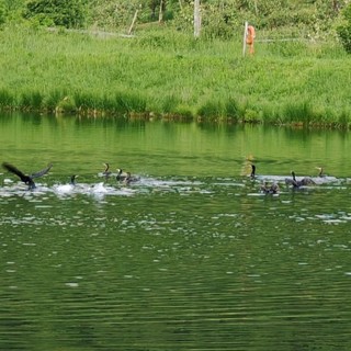 I cormorani 'predatori' nel lago di Pagno