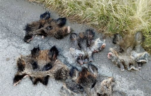 Le pelli ritrovate davanti all'ingresso del Pinco Pallino Le pelli ritrovate davanti all'ingresso del Pinco Pallino