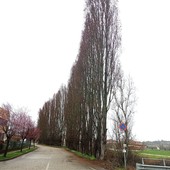 Comuneroero Odv: "Salviamo i 134 pioppi di Montà, non possiamo tacere"