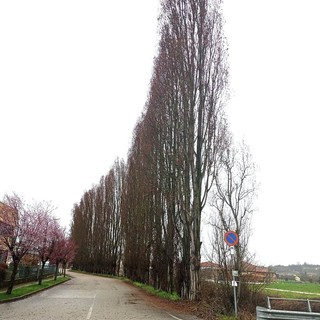 Comuneroero Odv: "Salviamo i 134 pioppi di Montà, non possiamo tacere"