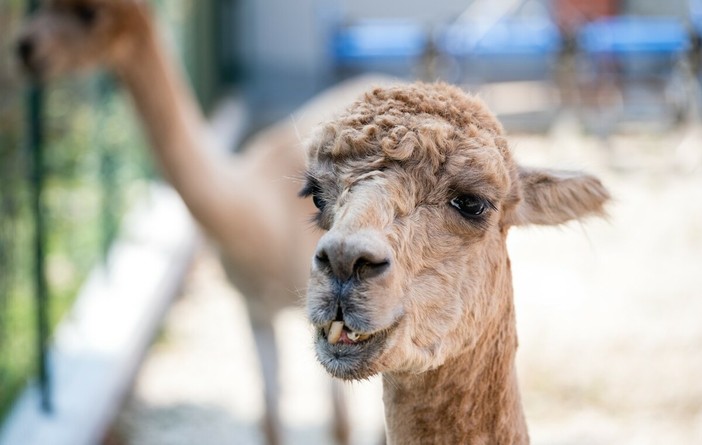 Caramagna Piemonte, Festa di Primavera alla Fattoria Sociale Paideia