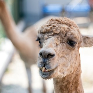 Caramagna Piemonte, Festa di Primavera alla Fattoria Sociale Paideia