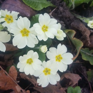 Sbocciano le primule in Langa, la primavera si avvicina