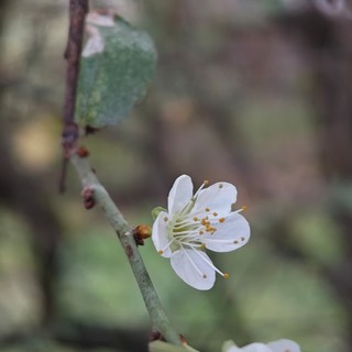 (Foto di Stefano Tibaldi)