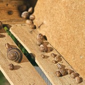 Elicicoltura, apicoltura e itticoltura: le filiere di nicchia tra biodiversità e sostenibilità