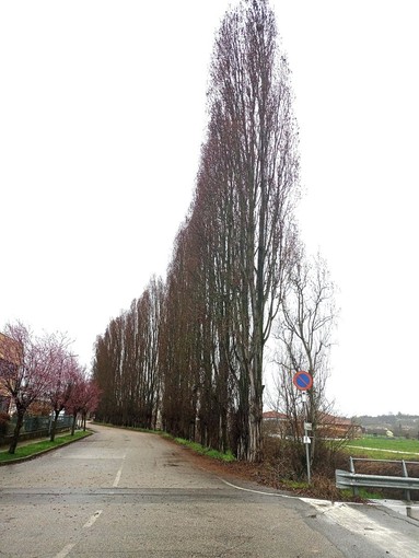 Comuneroero Odv: "Salviamo i 134 pioppi di Montà, non possiamo tacere"