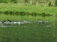 I cormorani 'predatori' nel lago di Pagno