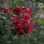 Piogge abbondanti e temperature sopra la media: questa la primavera che ci attende