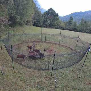 Peste Suina Africana, la provincia di Cuneo modello per la Regione nella gestione dell'emergenza Peste Suina Africana, la provincia di Cuneo modello per la Regione nella gestione dell'emergenza