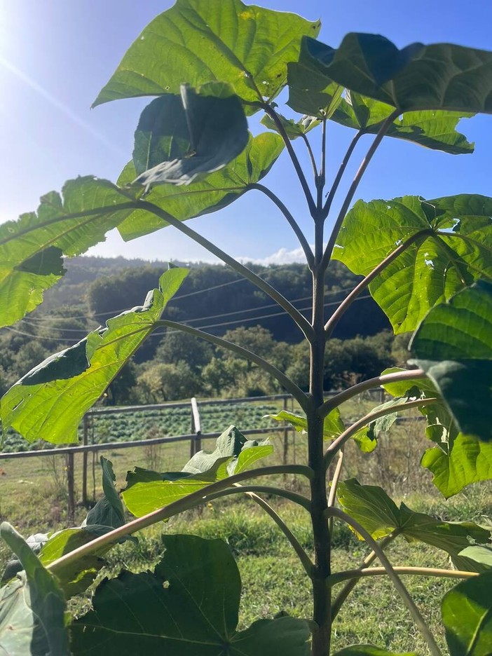 Boman sostiene la Paulownia in uno dei principali progetti italiani di agricoltura rigenerativa Boman sostiene la Paulownia in uno dei principali progetti italiani di agricoltura rigenerativa
