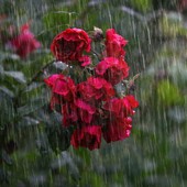 Piogge abbondanti e temperature sopra la media: questa la primavera che ci attende