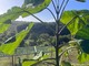 Boman sostiene la Paulownia in uno dei principali progetti italiani di agricoltura rigenerativa Boman sostiene la Paulownia in uno dei principali progetti italiani di agricoltura rigenerativa