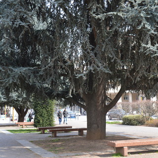 Il Consiglio di Stato sospende l'abbattimento dei cedri, la soddisfazione dei comitati