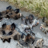 Le pelli ritrovate davanti all'ingresso del Pinco Pallino Le pelli ritrovate davanti all'ingresso del Pinco Pallino