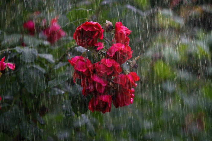Piogge abbondanti e temperature sopra la media: questa la primavera che ci attende