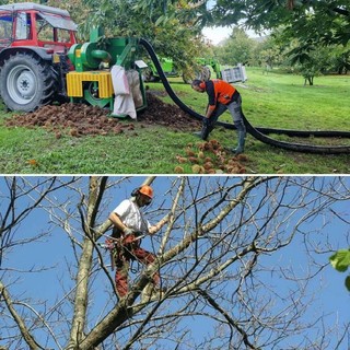 Difesa e innovazione del castagno: tornano le prove in campo di Confagricoltura a Caraglio Difesa e innovazione del castagno: tornano le prove in campo di Confagricoltura a Caraglio