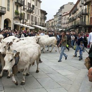 A Saluzzo torna la Rudunà, la grande festa degli animali d'alpeggio