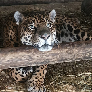 Murazzano festeggia Regina, giaguaro che oggi compie 24 anni