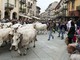 A Saluzzo torna la Rudunà, la grande festa degli animali d'alpeggio A Saluzzo torna la Rudunà, la grande festa degli animali d'alpeggio