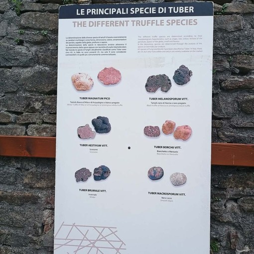 A Roddino una settimana tra musica, tartufo e boschi: due eventi per raccontare l'identità delle Langhe A Roddino una settimana tra musica, tartufo e boschi: due eventi per raccontare l'identità delle Langhe