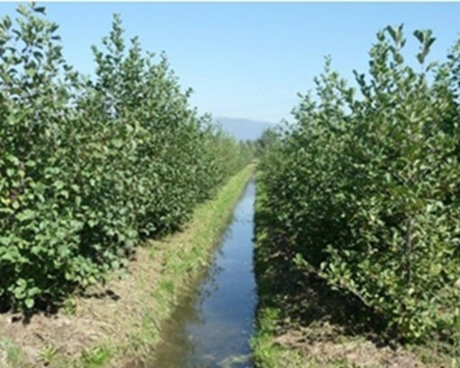 Gestione dell'acqua, Confagricoltura Piemonte rilancia le aree di infiltrazione Gestione dell'acqua, Confagricoltura Piemonte rilancia le aree di infiltrazione