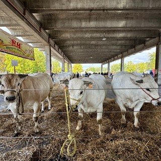 Rassegna Bovina, la sottorazza albese torna protagonista in piazza Prunotto: "Una fiera di biodiversità, cultura e filiera sostenibile" Rassegna Bovina, la sottorazza albese torna protagonista in piazza Prunotto: "Una fiera di biodiversità, cultura e filiera sostenibile"