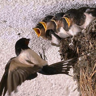 Immagine di repertorio Immagine di repertorio