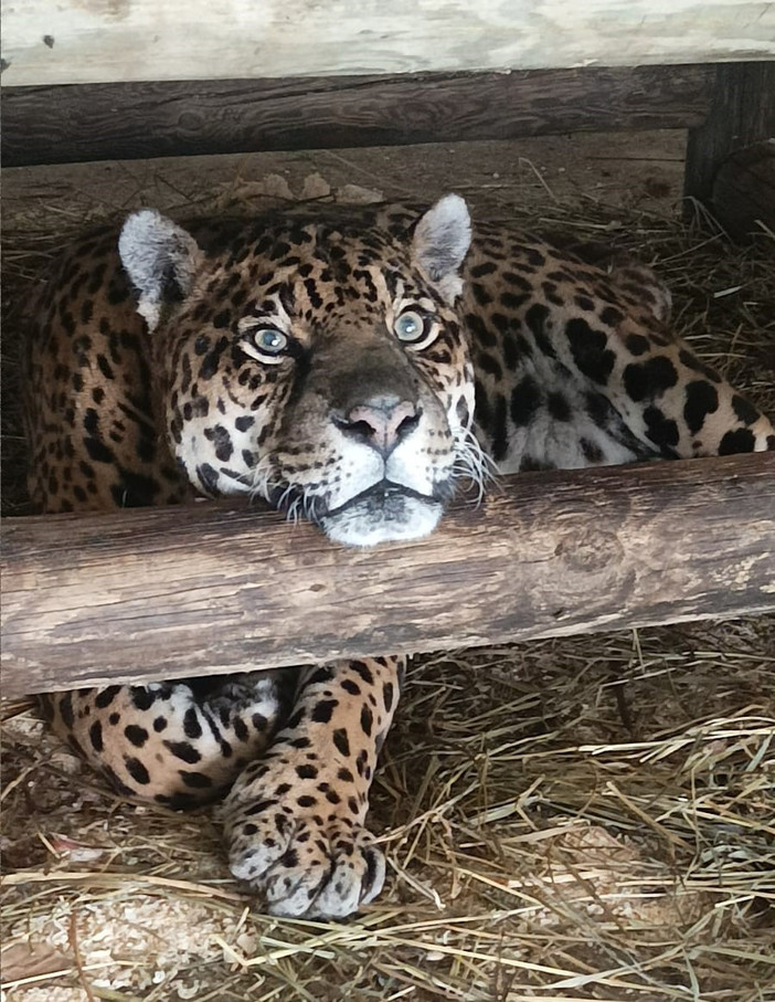 Murazzano festeggia Regina, giaguaro che oggi compie 24 anni