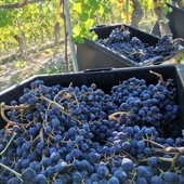 "Per il comparto vinicolo piemontese una crisi di mercato pari soltanto a quella finanziaria del 2008 o all’emergenza Covid"