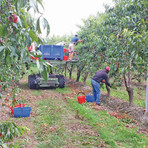 Dolce la frutta, amara la vita di chi la raccoglie: a Cuneo il punto sullo sfruttamento lavorativo nelle nostre terre Dolce la frutta, amara la vita di chi la raccoglie: a Cuneo il punto sullo sfruttamento lavorativo nelle nostre terre