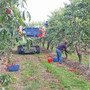 Dolce la frutta, amara la vita di chi la raccoglie: a Cuneo il punto sullo sfruttamento lavorativo nelle nostre terre Dolce la frutta, amara la vita di chi la raccoglie: a Cuneo il punto sullo sfruttamento lavorativo nelle nostre terre